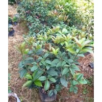 低價(jià)供應(yīng)四季桂小苗和球規(guī)格在20-150cm全袋苗