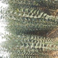 大葉女貞兩米高苗大量供應(yīng)