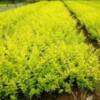 最新供應(yīng)色塊苗 紅花繼木 紅葉石楠 金森女貞 杜鵑等等