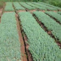 本苗圃大量批發(fā)雪松小種苗