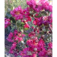 供應(yīng)紅花紫薇小苗