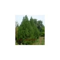 山東櫻花,山東櫻花小苗,山東櫻花價格,海棠,紅葉李_