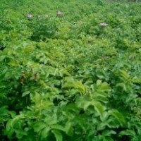 低價(jià)供應(yīng)四季玫瑰種苗