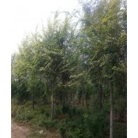 南寧椿樹_柳州榆樹_榆樹