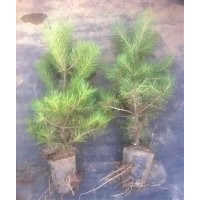 油松小苗 黑松價(jià)格 側(cè)柏小苗