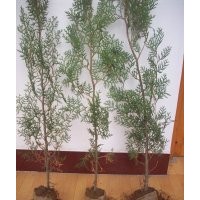 側(cè)柏小苗 側(cè)柏容器苗 油松價(jià)格