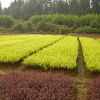 供應(yīng)金葉女貞、北海道黃楊、各種月季