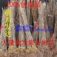 銀杏小苗 銀杏樹價格 銀杏苗價格