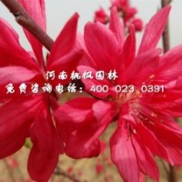 嫣紅菊花桃品質(zhì)上乘桃楓園林批發(fā)