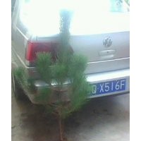 低價供應臨沂黑松苗木 黑松小苗 黑松苗 油松苗 側柏苗