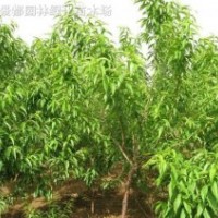 低價(jià)供應(yīng)毛桃苗 自家毛桃苗