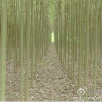 河北出售自家速生垂柳20萬棵