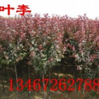 紫葉李哪里有，1-10紫葉李，紫葉李價(jià)格，山西紫葉李