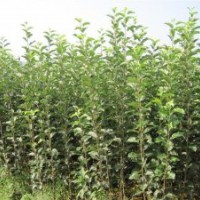 專業(yè)供應(yīng)優(yōu)質(zhì)蘋果苗 規(guī)格齊全易成活蘋果苗 當(dāng)年結(jié)果蘋果苗