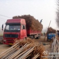 保定安國處理速生楊10萬棵