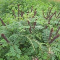 國槐 紫穗槐 香花槐