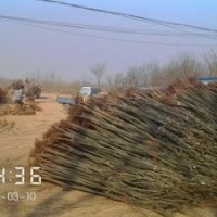 毛白楊 速生柳 黃柳 垂柳