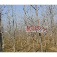 銀杏苗壯苗4年生米徑3一4.5公分