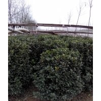 冬青球；冬青球,1米