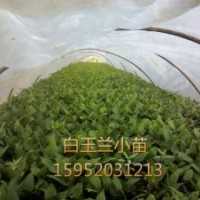 玉蘭芽苗，最新玉蘭芽苗價格報價
