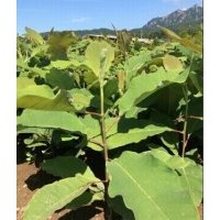 純正宗日本厚樸批發(fā)零售另有喬木紫杉樹(shù)苗