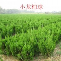 大量供應(yīng)小龍柏球