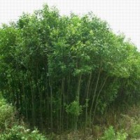 供應(yīng)女貞小苗