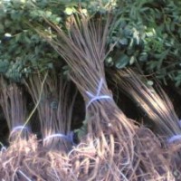 長期大量工應(yīng)紫穗槐苗木規(guī)格齊全，質(zhì)優(yōu)價廉！服務(wù)周到，免費(fèi)裝車