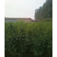 綠化苗紅葉碧桃,菊花碧桃,龍珠碧桃