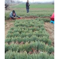 雪松小苗，雪松營(yíng)養(yǎng)缽苗，雪松移栽苗，河南雪松小苗