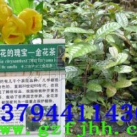 金花茶苗 茶族皇后金花茶 金花茶圖片 金花茶價(jià)格