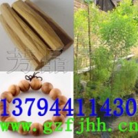 印度檀香苗 印度檀香樹苗 印度老山檀香木