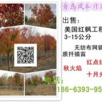 美國紅楓成品樹 美國紅楓樹價(jià)格 美國紅楓樹苗 美國紅楓小苗