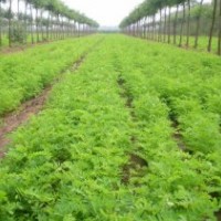 長(zhǎng)期大量供應(yīng)各種規(guī)格的紫穗槐幼苗