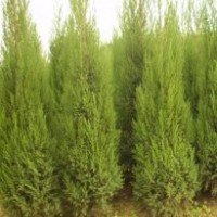 蜀檜1.5~2.5米，2米35元，歡迎前來購買，電話13507665695