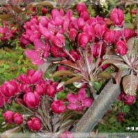 北美海棠苗，北美海棠根接苗，北美海棠研究所