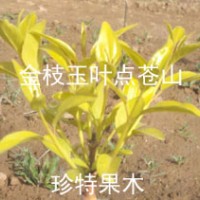 金枝玉葉絲綿木