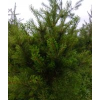 白皮松，華山松