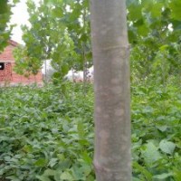 安徽省蕭縣官橋供速生法桐