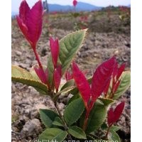 長期供應(yīng)珍珠彩葉桂花