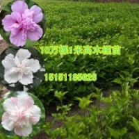 木槿苗藥用木槿苗開花高產(chǎn)的木槿苗供應(yīng)商白花木槿苗供應(yīng)