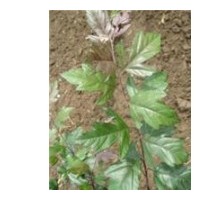 北美海棠嫁接枝條