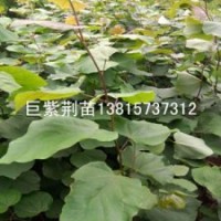 稀缺巨紫荊幼苗1米高巨紫荊小苗在江蘇