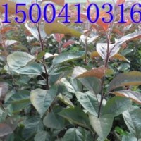 亞當(dāng)海棠、亞當(dāng)海棠價(jià)格