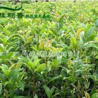 2年、3年桂花苗,丹桂苗 來萬盛 ！