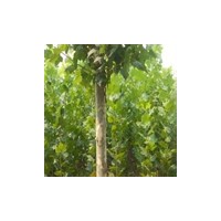 法桐防爛根小技巧