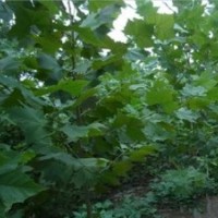 濟(jì)寧祥通苗圃為你解析法桐小苗利潤(rùn)如何