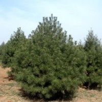 華北苗圃白皮松，油松、華山松