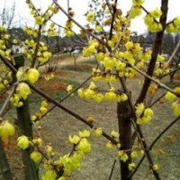 臘梅花怎么養(yǎng)臘梅價格_臘梅花的功效與作用