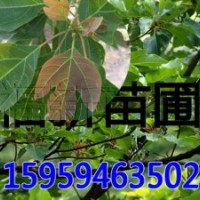 檫樹(shù)苗 檫木苗 檫樹(shù)種子 桐梓樹(shù)苗